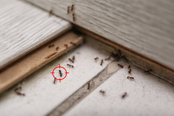 Best Affordable Pest Control Services  in Hartford, MI